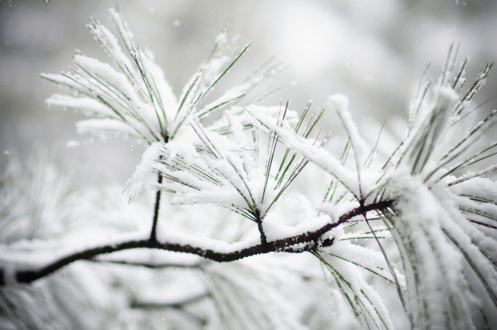 moresnow-3