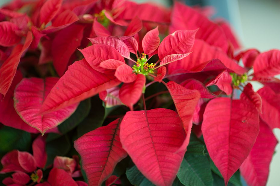 poinsettia