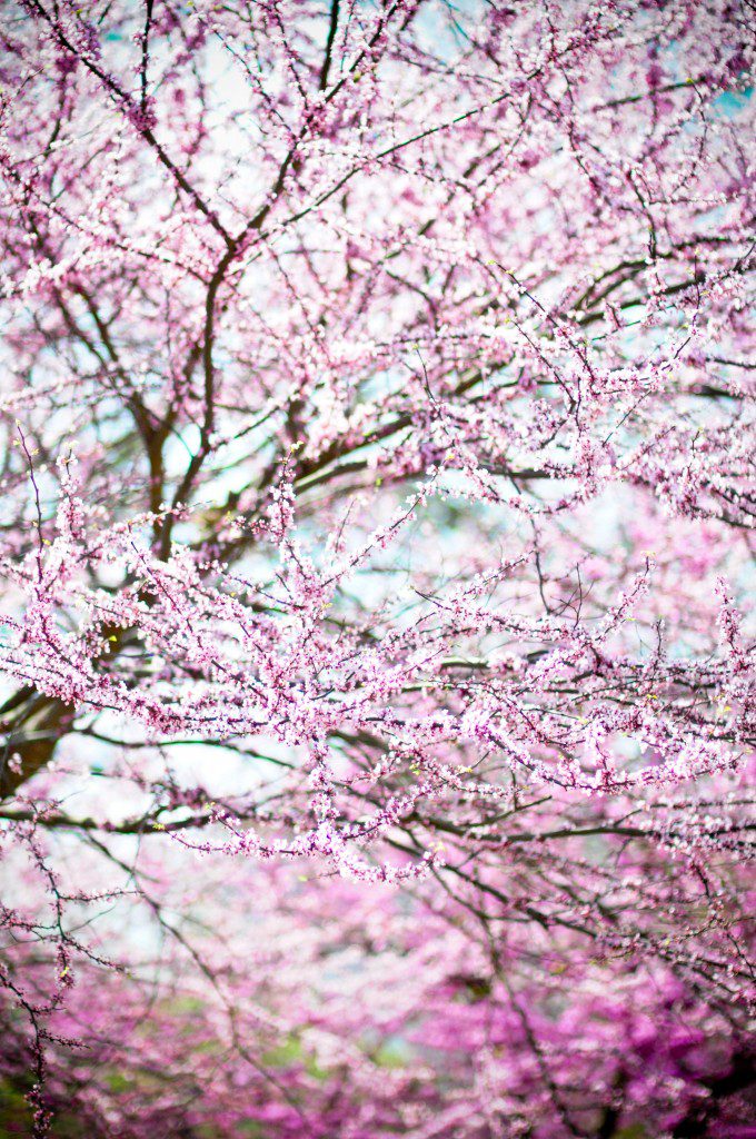 Cherry Blossoms