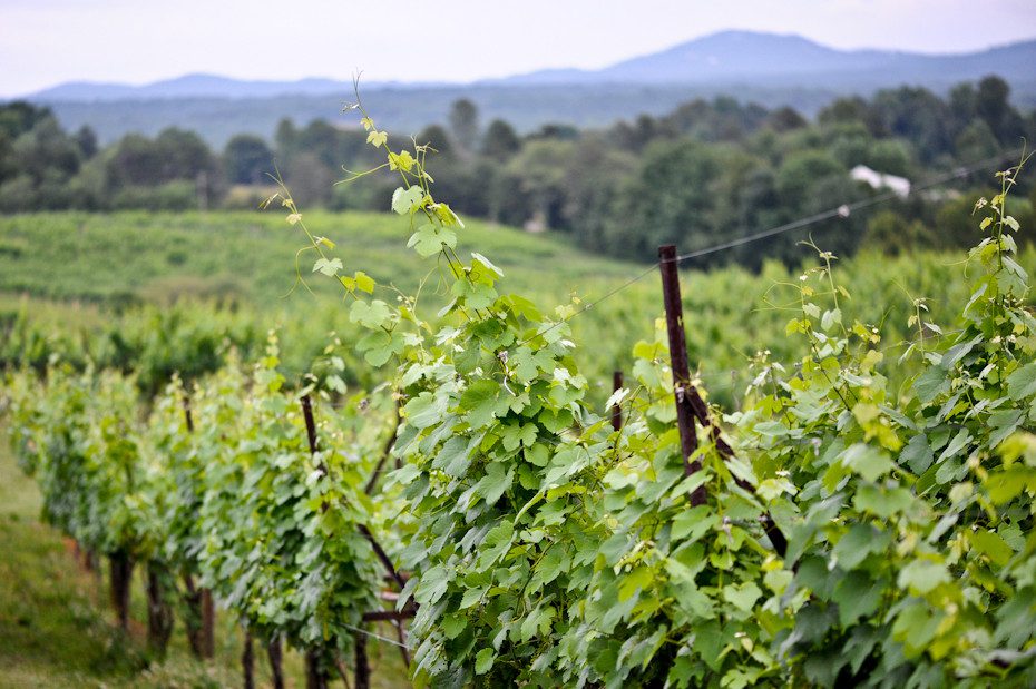 Frogtown Cellars Wedding