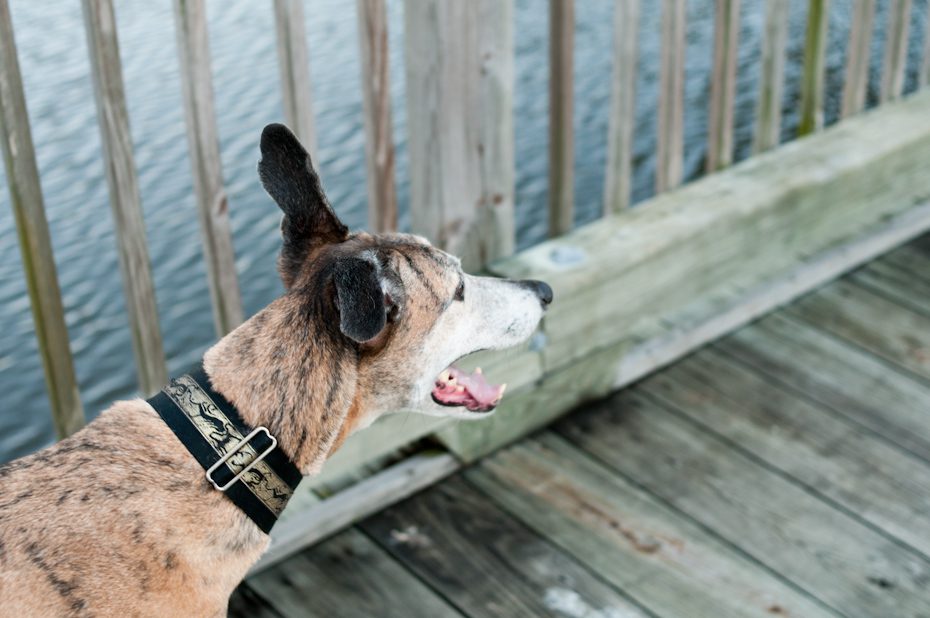 Greyhound 