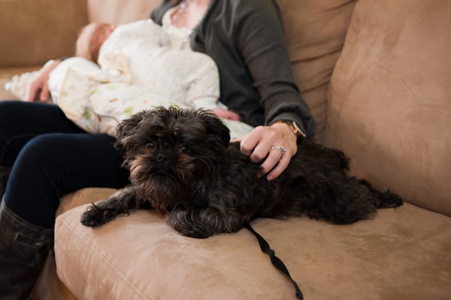 dog protecting newborn