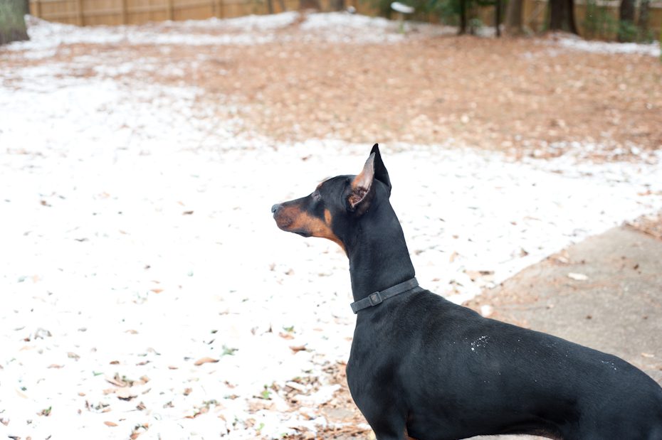 Doberman in the snow
