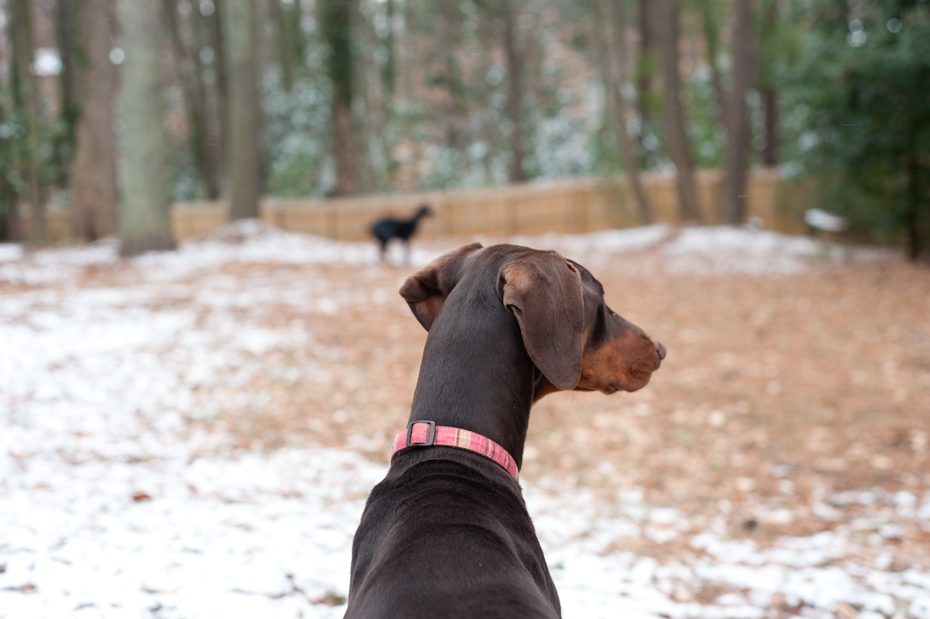 Dobermans in snow