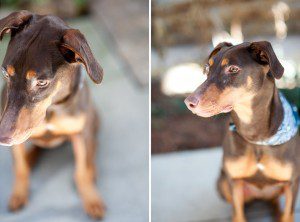 Atlanta Doberman Rescue