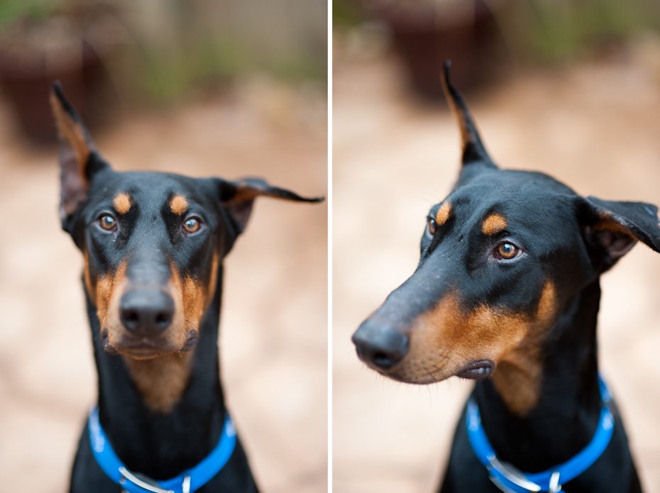 Atlanta Doberman Rescue