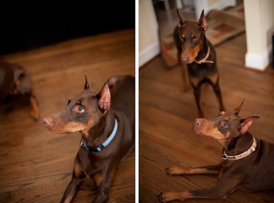 Doberman Pinscher