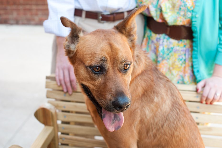 Dog in engagement photo including your pet in engagement photo