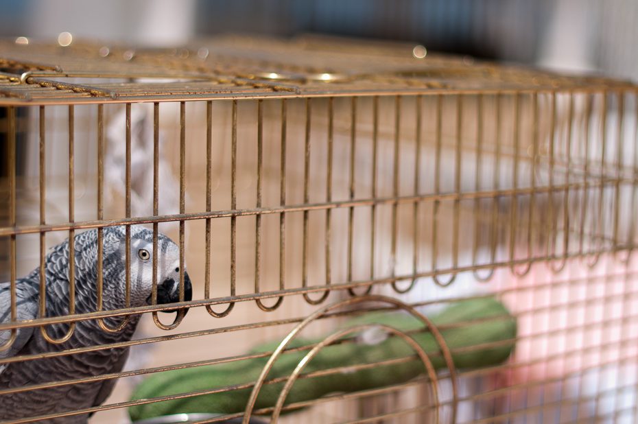 Pet Bird