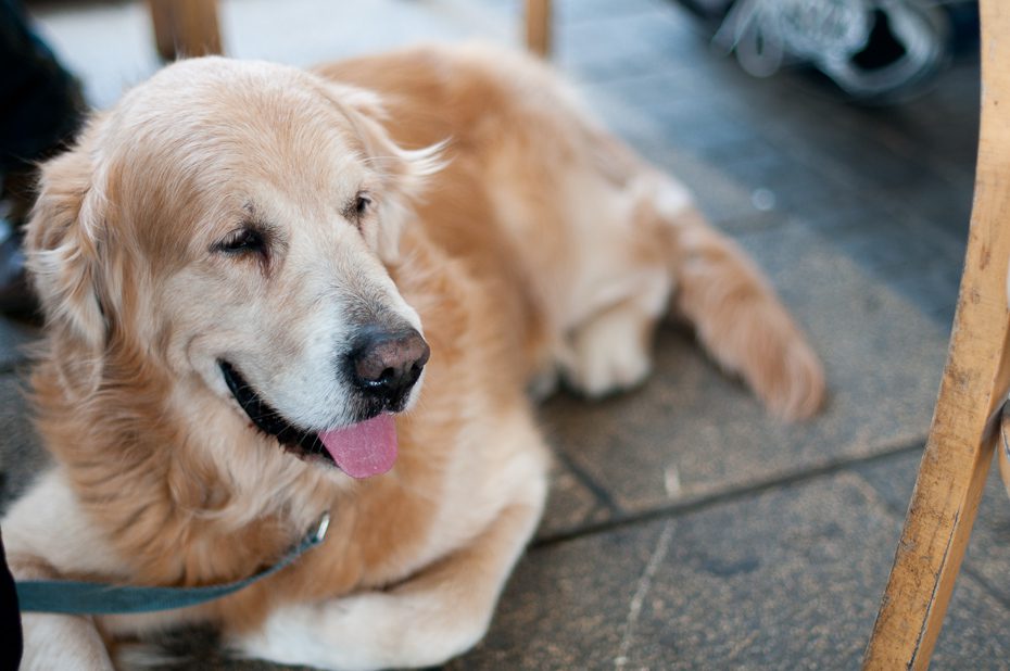 Dog at Restaurant in Israel