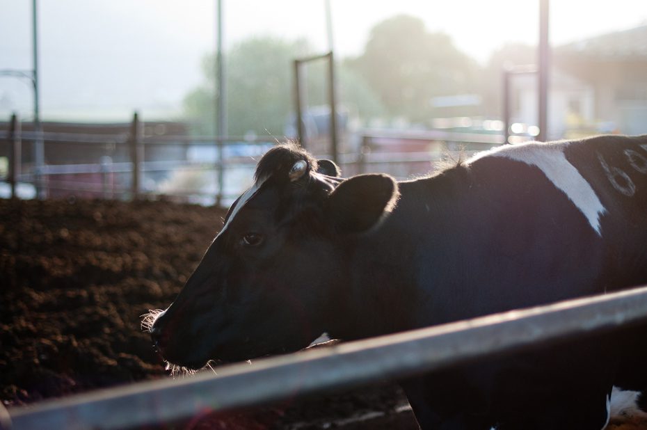 milk cow