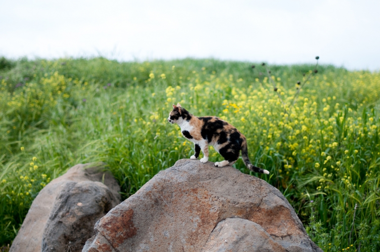 stray cat in field