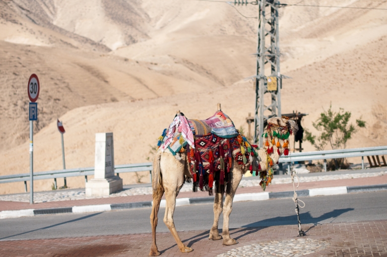 Israeli Camel