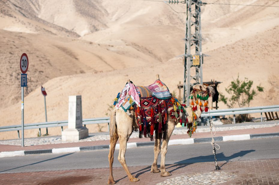 Israeli Camel