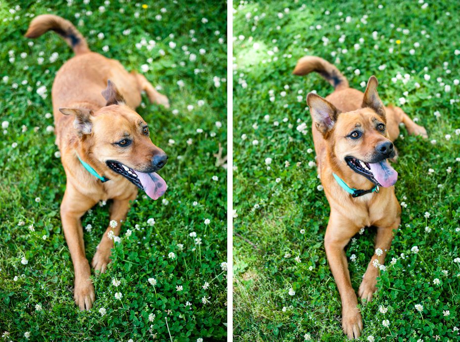 dog in engagement pictures engagement photo shoot with dog