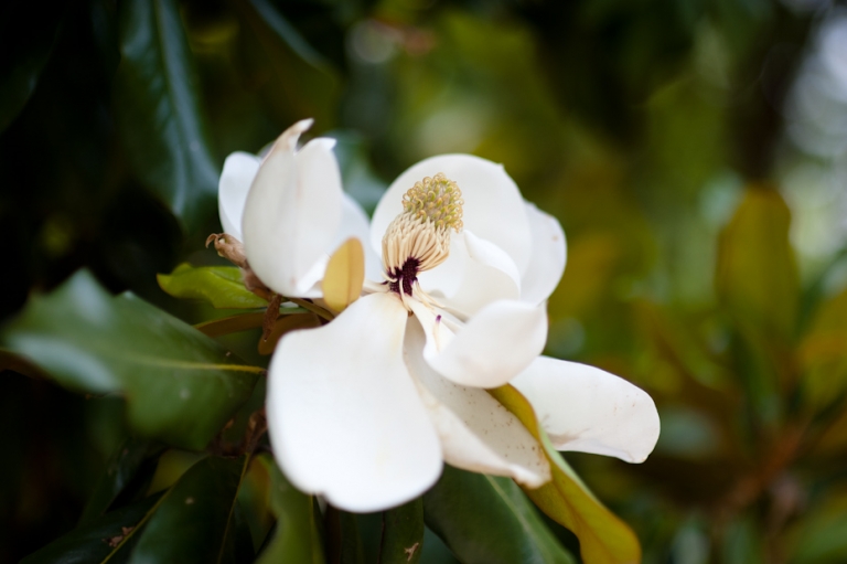 magnolia bloom in tree