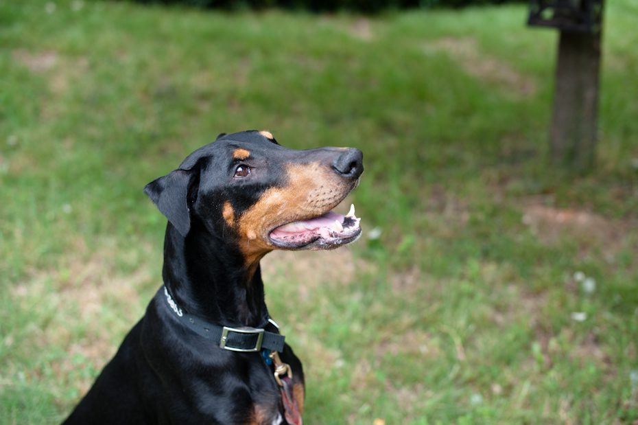 Atlanta Doberman Rescue