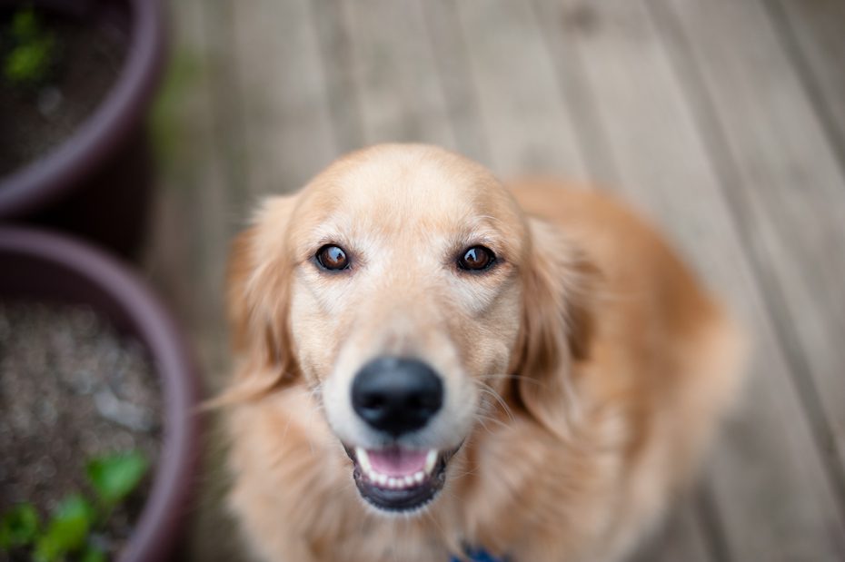 Atlanta Dog Photographer