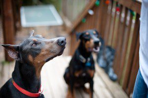 atlanta dog photographer