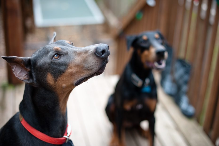 Atlanta Doberman Rescue