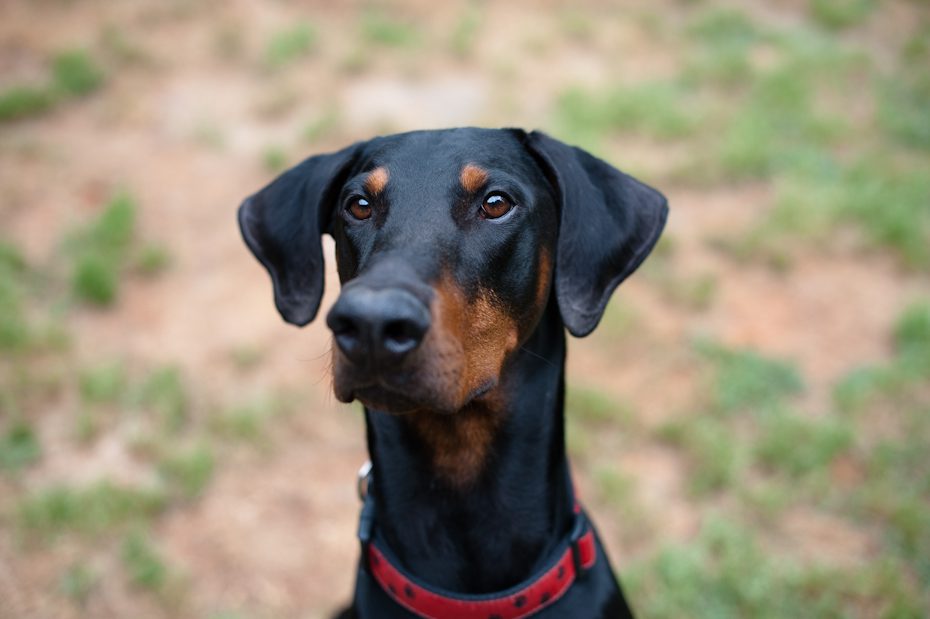 atlanta pet photographer