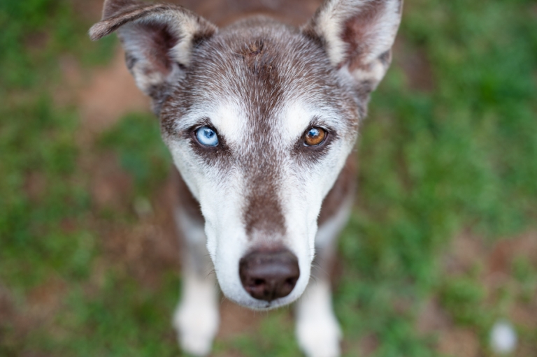 Dog with different colored eyes