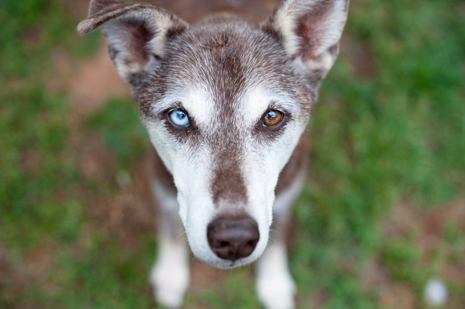 Dog with different colored eyes
