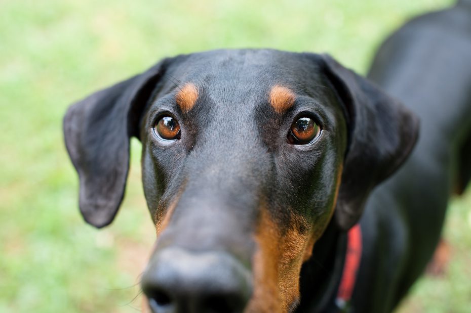 atlanta dog photographer
