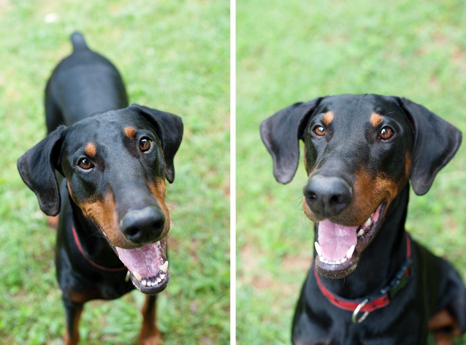 Duke | Atlanta Doberman Rescue - Atlanta Georgia Wedding ...