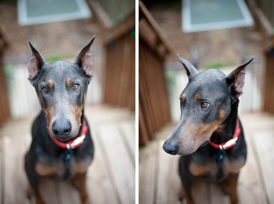 atlanta pet photographer