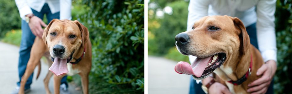 engagement session with pets