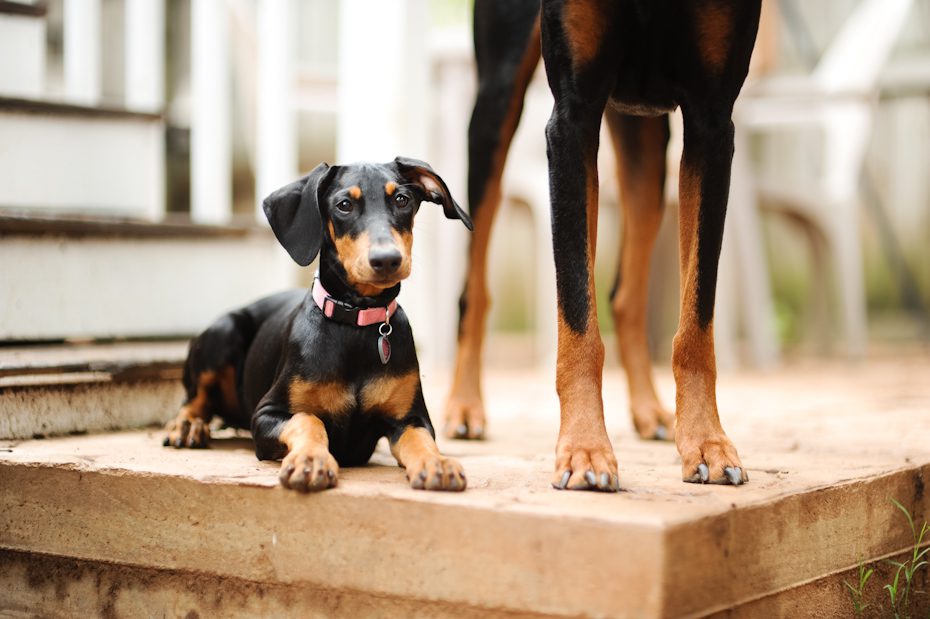Atlanta Dog Photographer