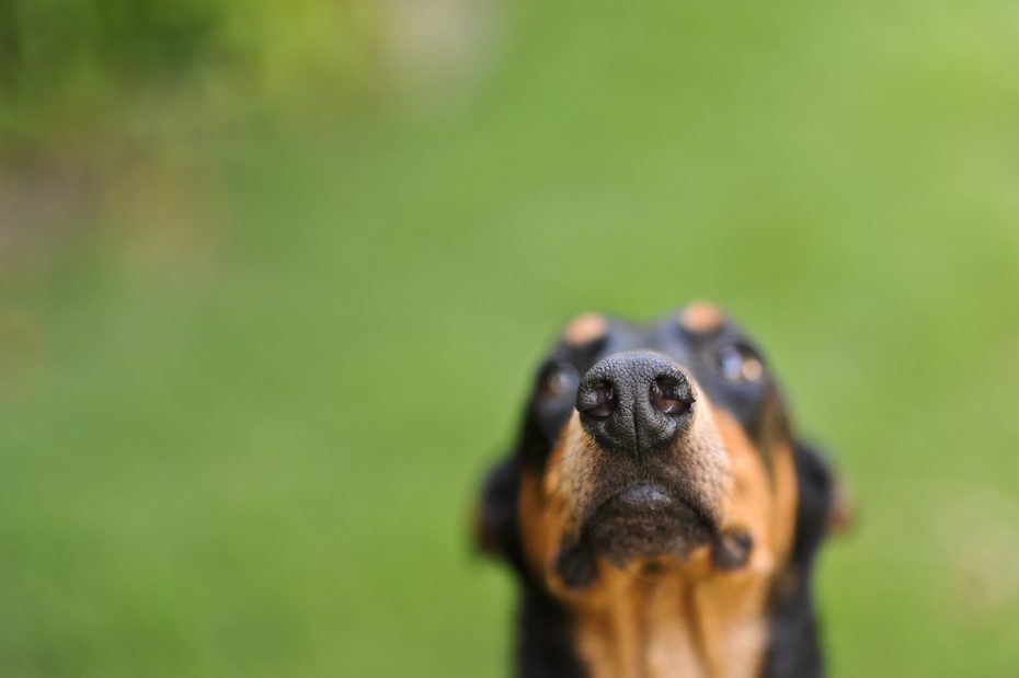 atlanta dog photographer