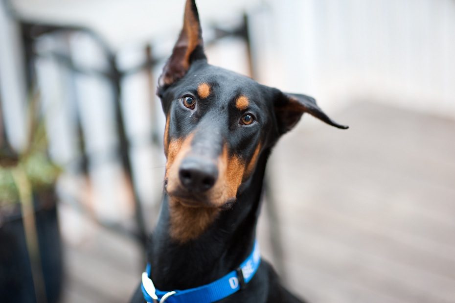 Atlanta Dog Photographer