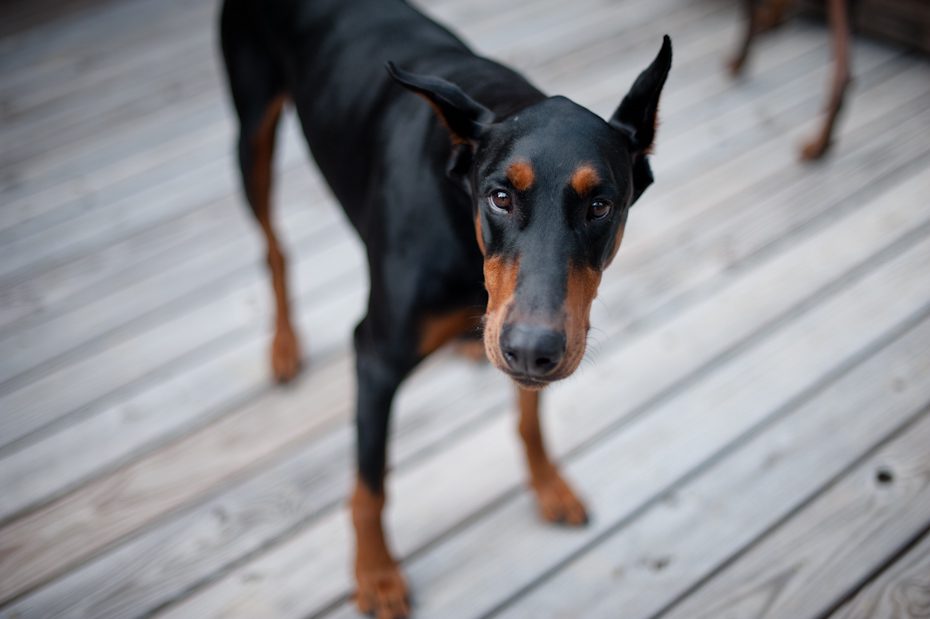 Black and Tan Doberman