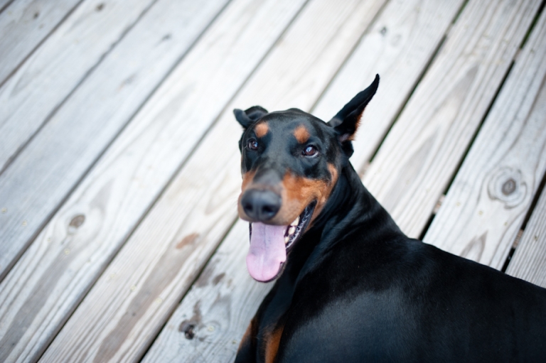 Black and Tan Doberman with Cropped Ears