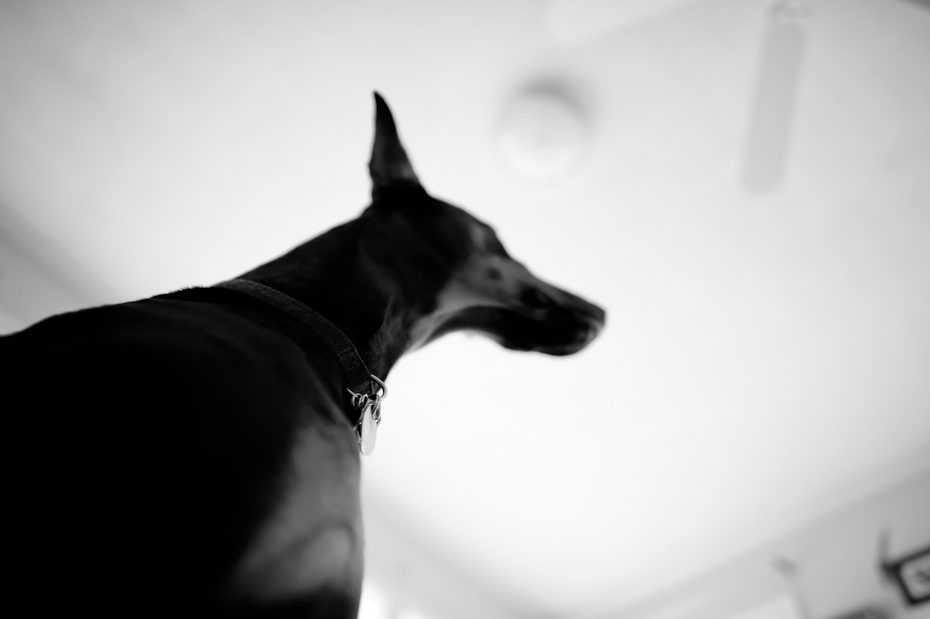Maccabee the Doberman