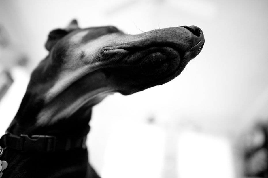 Black and White Dog Photography