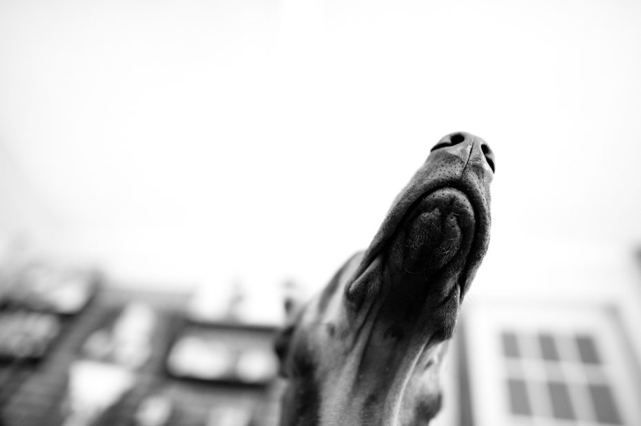 Doberman Snout