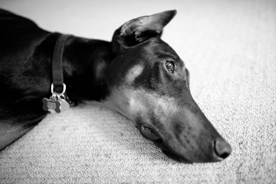 Black and White Dog photo