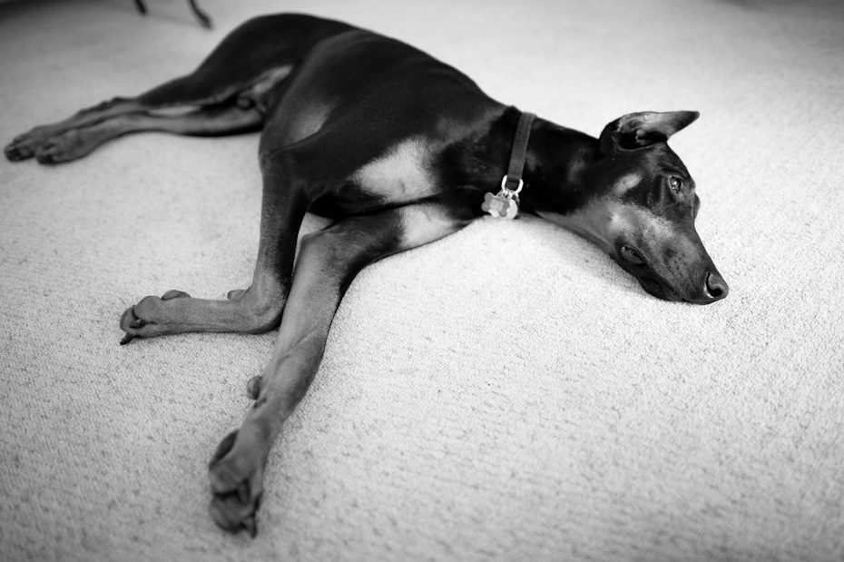 Atlanta Dog Photographer