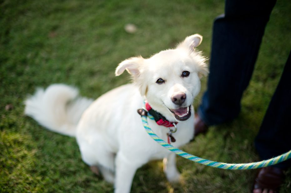 Engagement session with dog