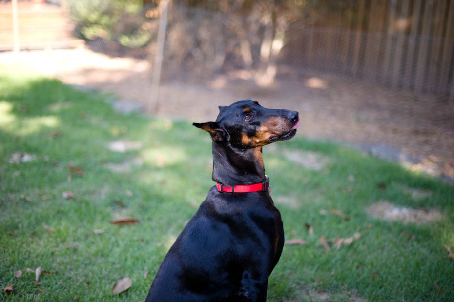 atlanta doberman rescue