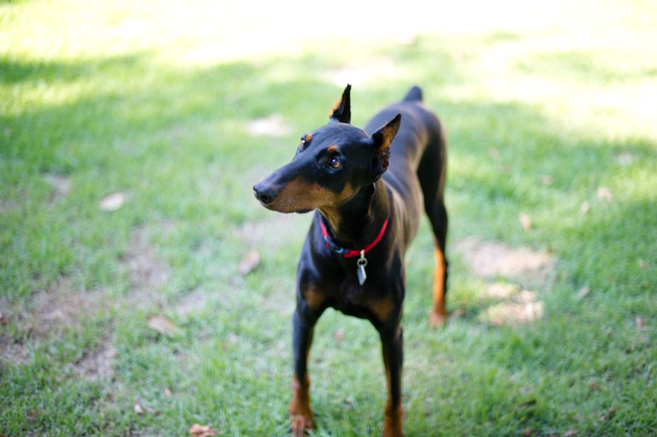 atlanta doberman rescue