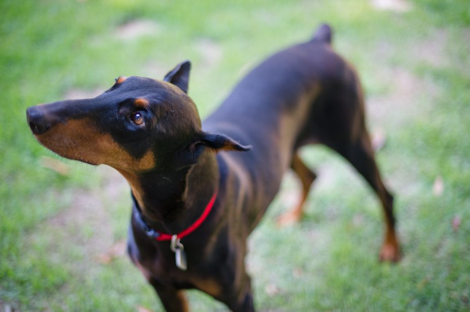 atlanta doberman rescue