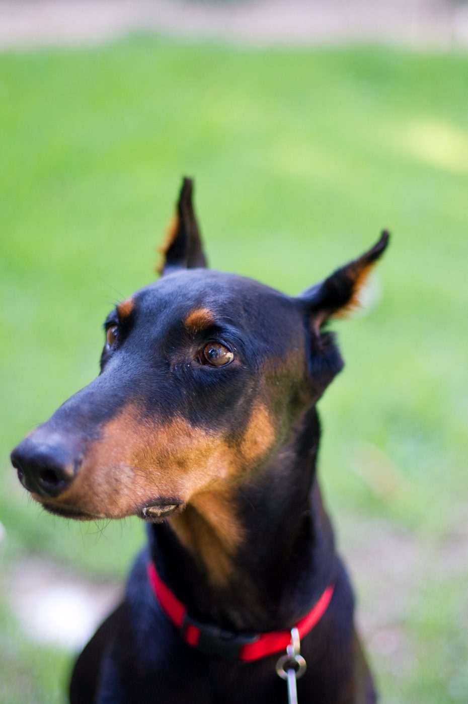 atlanta doberman rescue