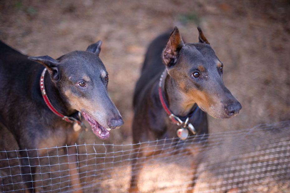 atlanta doberman rescue