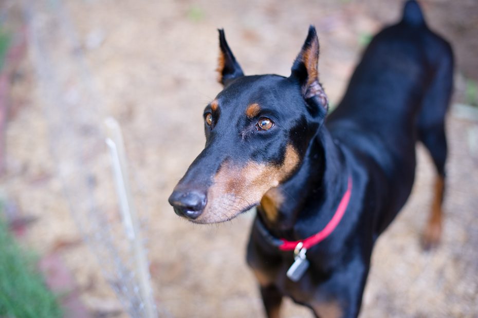 atlanta doberman rescue