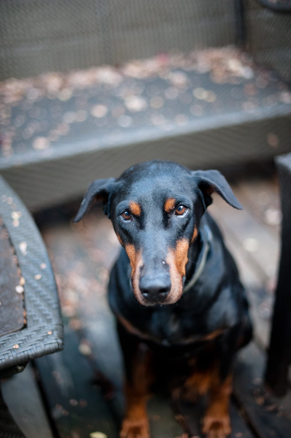 Atlanta Doberman Rescue