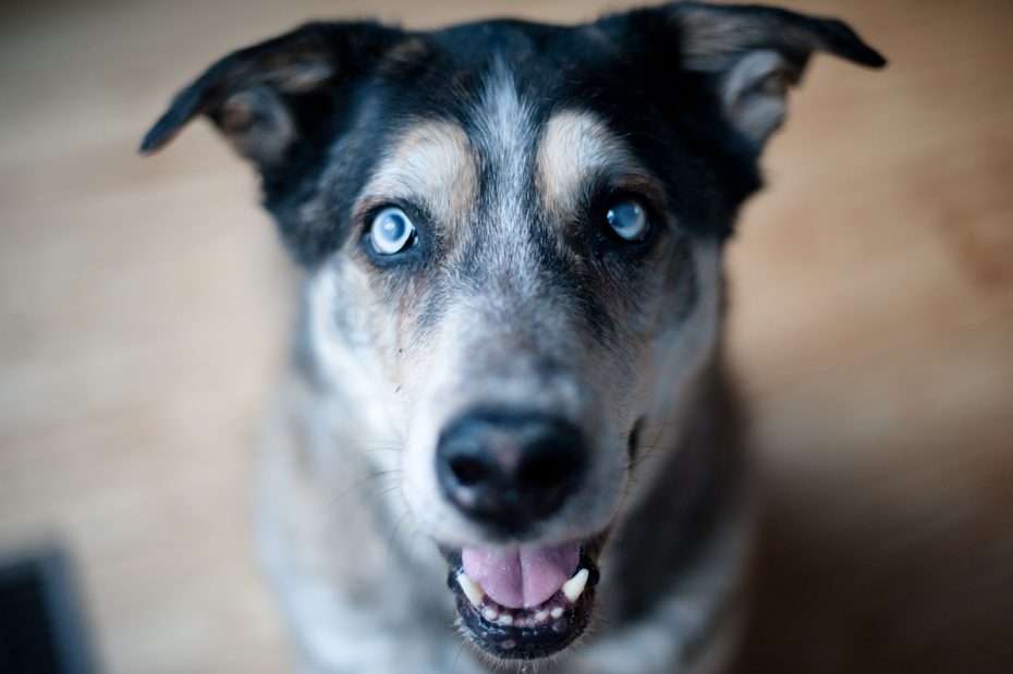 atlanta dog photographer